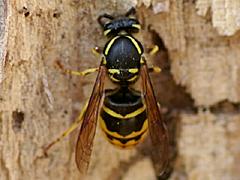 Common Yellowjacket